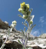 Photographie de la fleur de Génépi